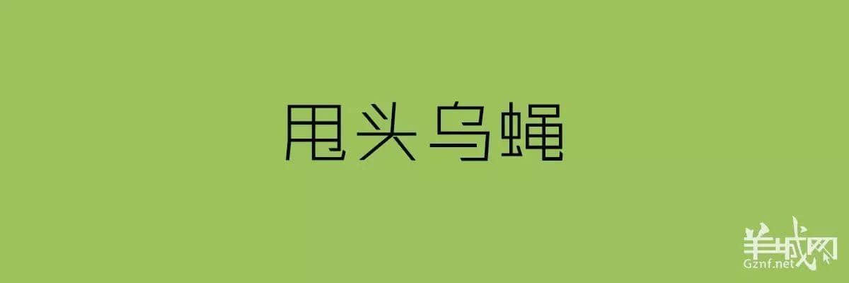 講粵語嘅人，最鐘意“指桑罵槐”！