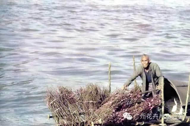 點解廣州人過年唔鐘意睇春晚？因為我哋鐘意行花街咯！