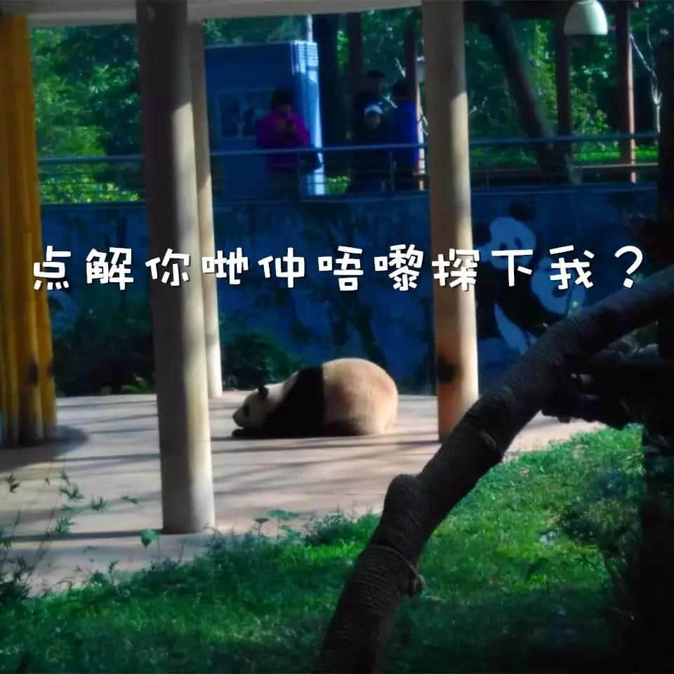 廣州動(dòng)物園猴山要拆，你會(huì)唔會(huì)返去睇下你啲老友？