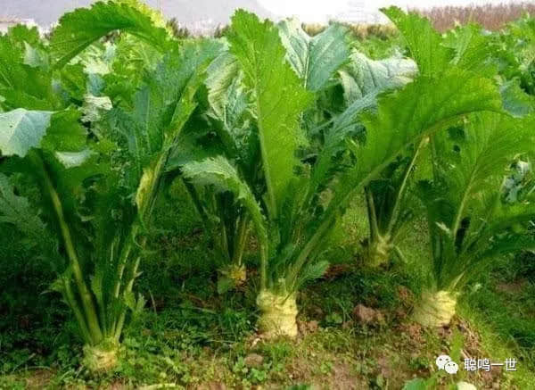 孩子成了“生骨大頭菜”是誰之過？