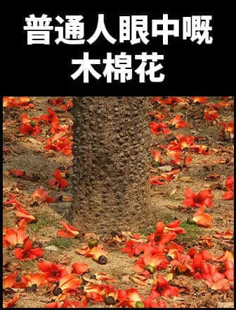 地表最兇殘物種:沒有感情的廣東人 地表最兇殘物種:沒有感情的廣東人
