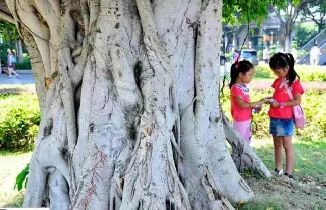 廣州再多高樓，都不如小時(shí)候嘅榕樹頭