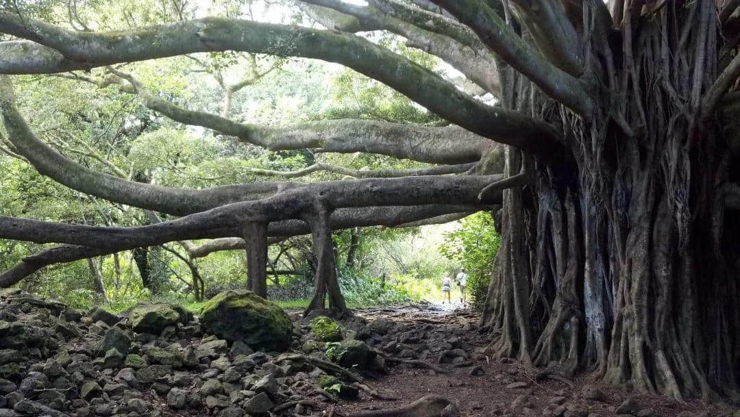 廣州再多高樓，都不如小時(shí)候嘅榕樹頭