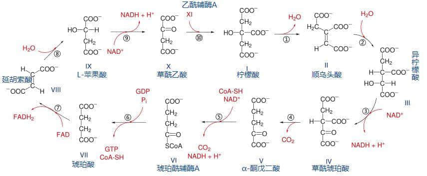 廣東臭屁醋：行走的生化武器，流動的液態(tài)榴蓮