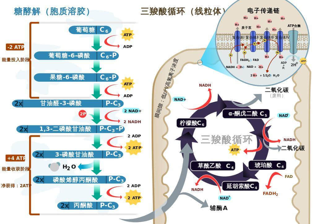 廣東臭屁醋：行走的生化武器，流動的液態(tài)榴蓮