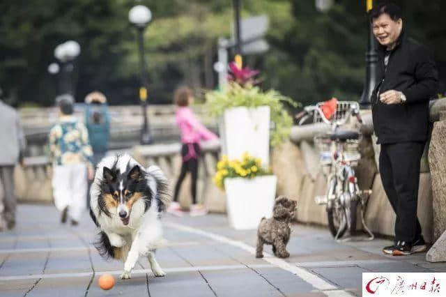 交了十年冤枉錢，廣州養(yǎng)犬管理有變更好嗎？