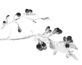 梅花村里的泰國江湖大佬，一代華僑領(lǐng)袖：蕭佛成