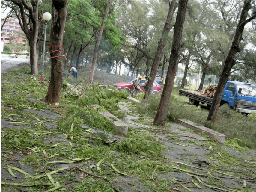 疫情總會(huì)消退，但被殺死的榕樹(shù)卻再也回不來(lái)