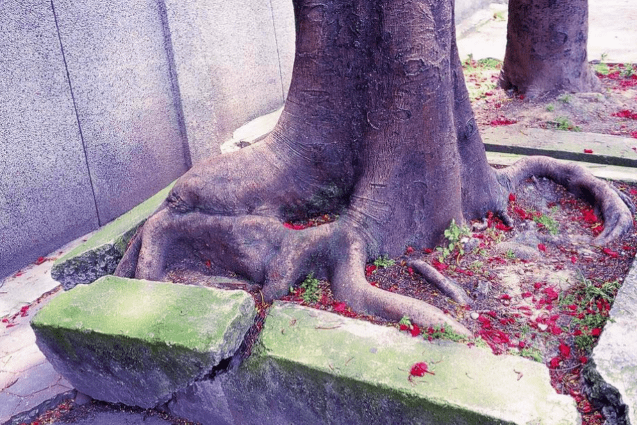 疫情總會(huì)消退，但被殺死的榕樹(shù)卻再也回不來(lái)