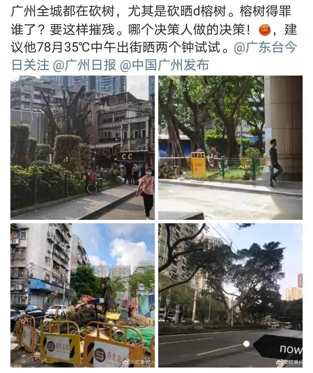 疫情總會(huì)消退，但被殺死的榕樹(shù)卻再也回不來(lái)