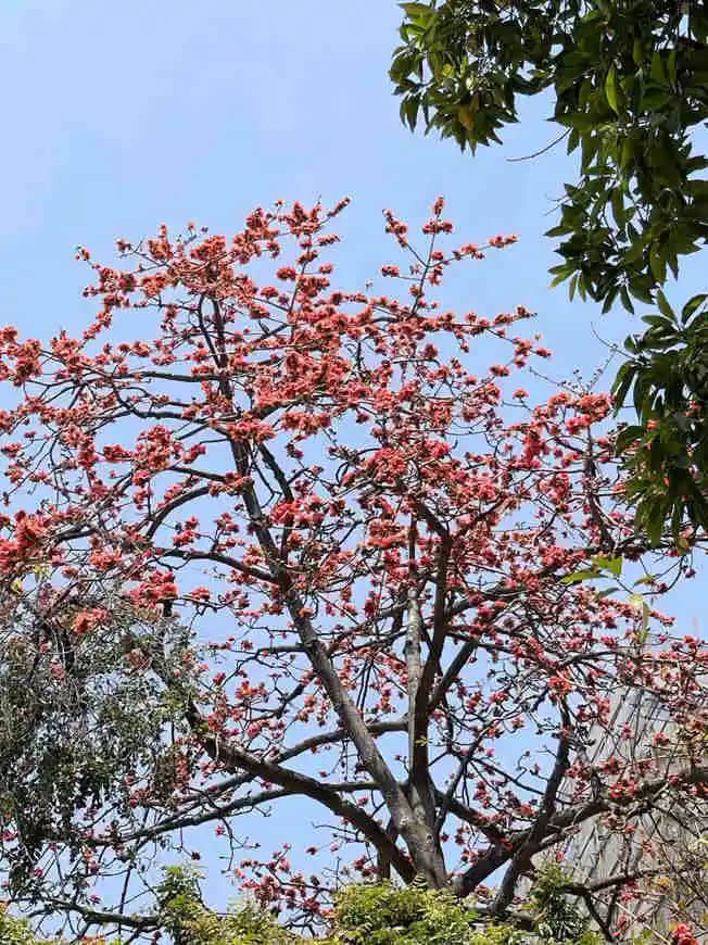 越秀山的木棉樹(shù)，半里飛紅驚火樹(shù) || 馮沛祖