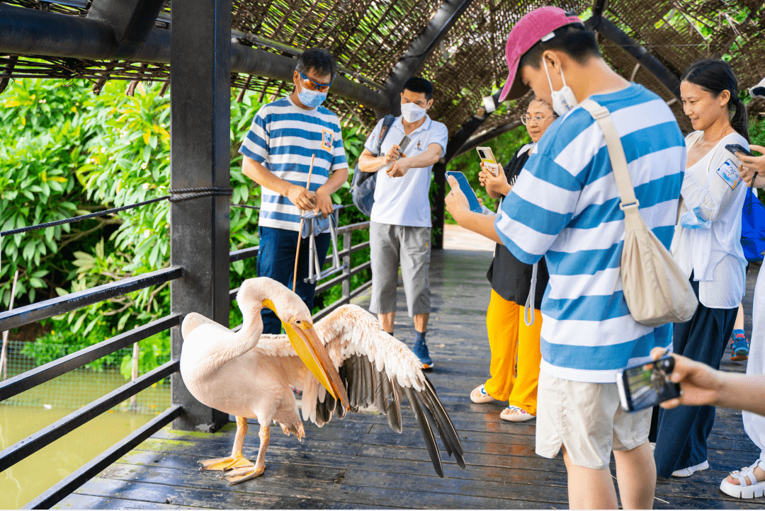 ▲ 南沙水鳥生態(tài)園