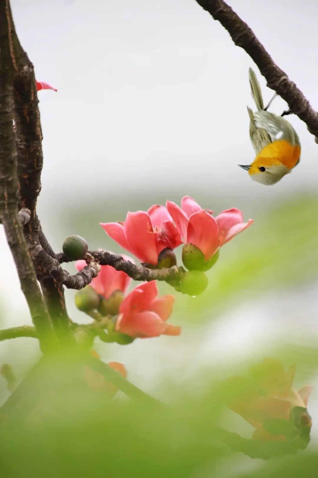 十贊英雄花，鉤沉陳恭伊 || 李建輝