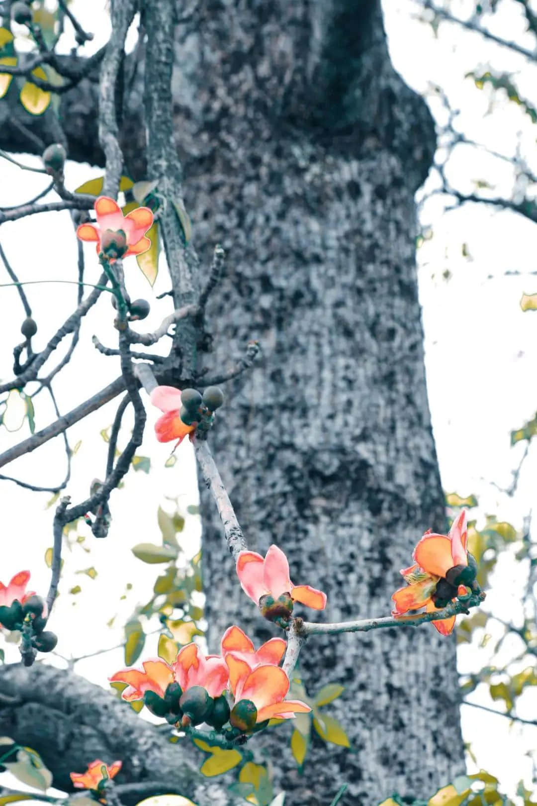 十贊英雄花，鉤沉陳恭伊 || 李建輝