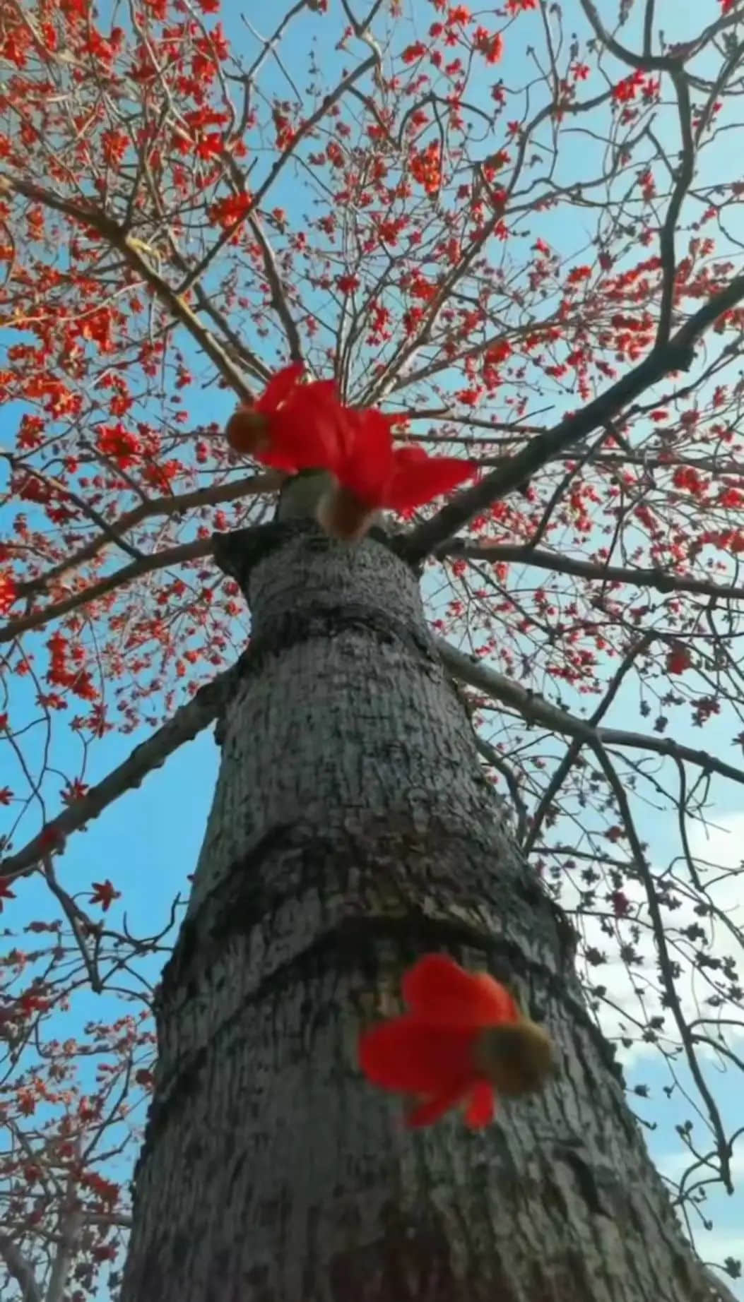 十贊英雄花，鉤沉陳恭伊 || 李建輝