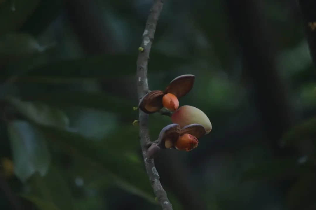 在華南植物園邂逅一位志愿者 || 李健鴻