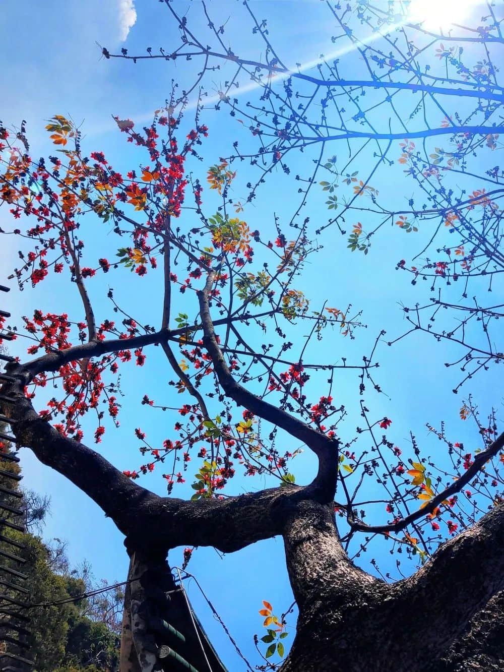 十贊英雄花，鉤沉陳恭伊 || 李建輝