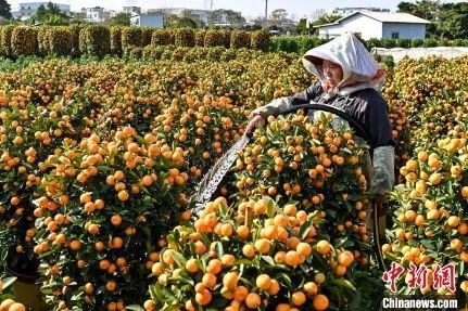 花市有望重開，“羊”城人行花街真系“唔使怕”？