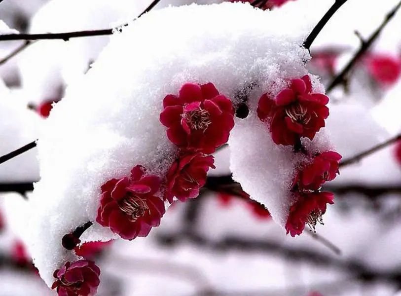 誰說廣州不下雪：網(wǎng)傳周末雪天重現(xiàn)？
