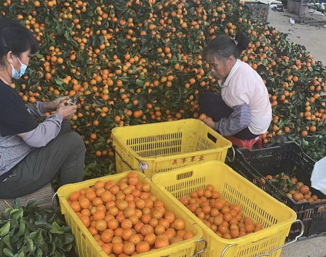 ▲位于廣州從化的橘園里，果農(nóng)們正在對(duì)砂糖橘進(jìn)行選果和分級(jí)。拍攝：李靜