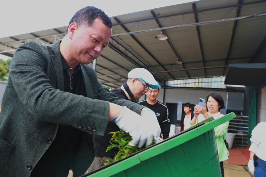 采風調(diào)研團媒體記者體驗制茶（何華亮 攝）