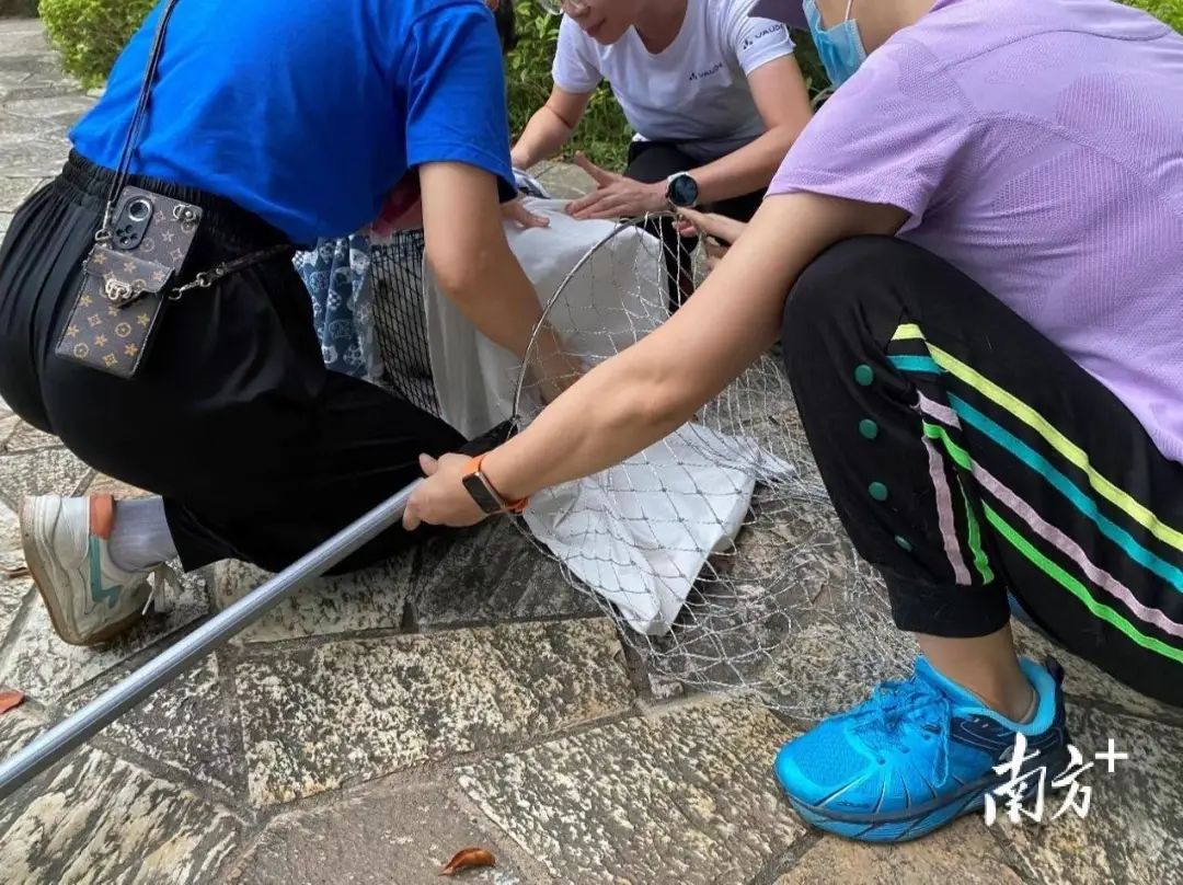 虐貓團(tuán)伙預(yù)謀在廣州公園下毒手，流浪貓命運(yùn)如何？