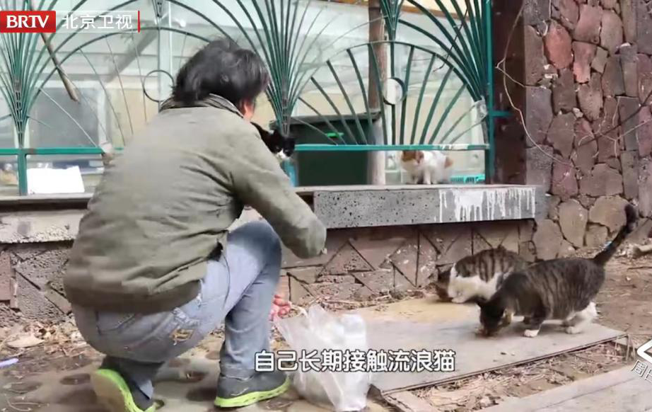 虐貓團(tuán)伙預(yù)謀在廣州公園下毒手，流浪貓命運(yùn)如何？