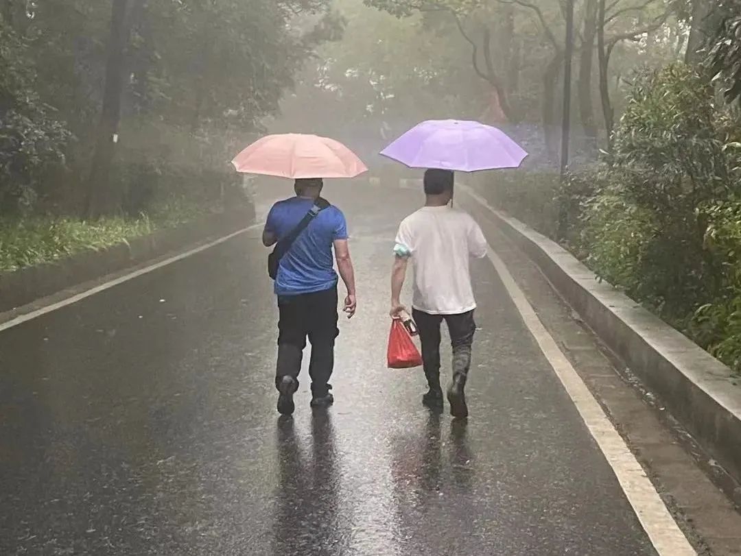 虐貓團(tuán)伙預(yù)謀在廣州公園下毒手，流浪貓命運(yùn)如何？