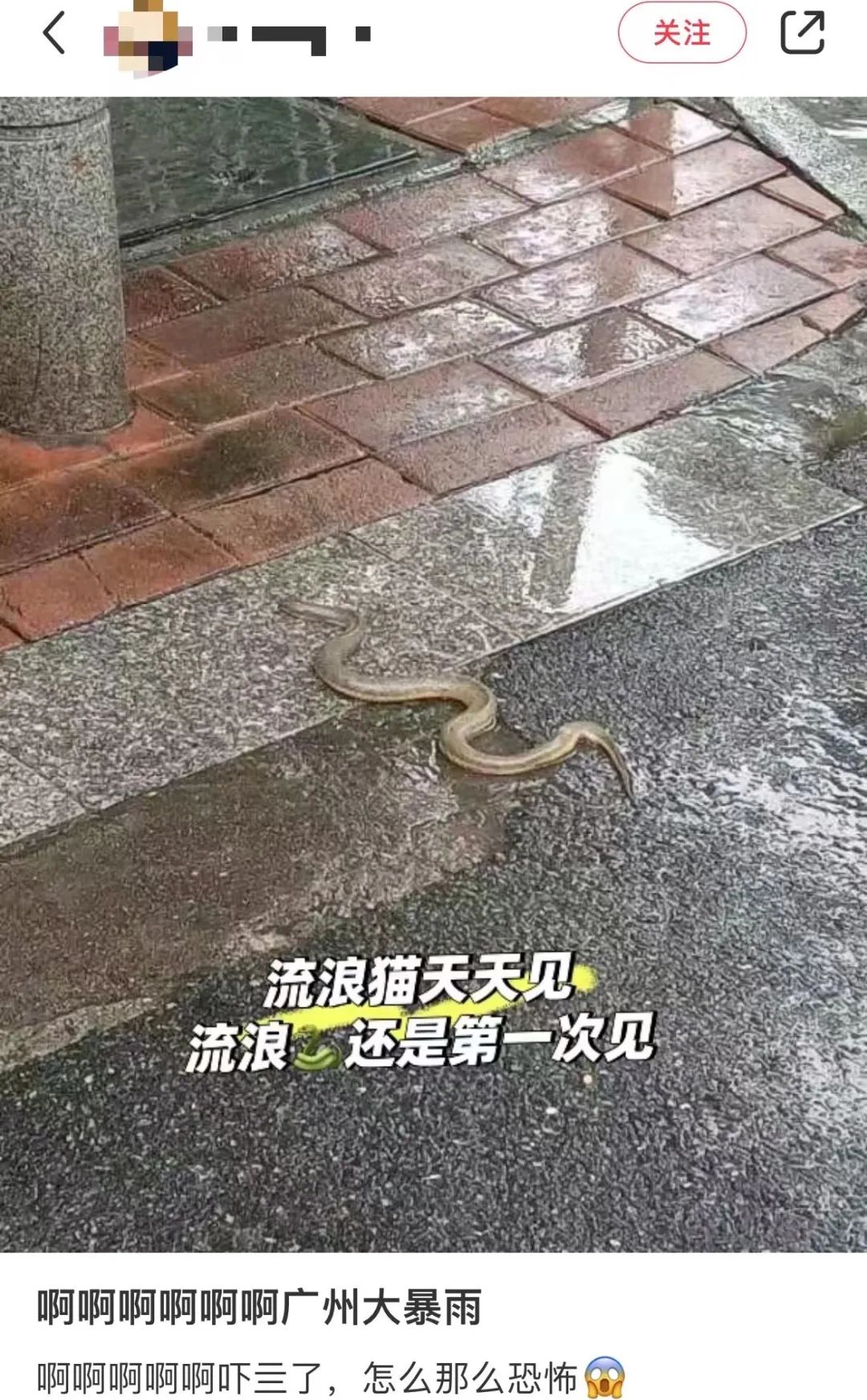 暴雨下的廣州：天河有河，番禺有魚