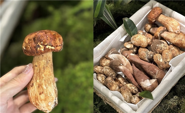 “蘑”法山珍平價(jià)嘗鮮! 京東七鮮香格里拉松茸99元開(kāi)搶