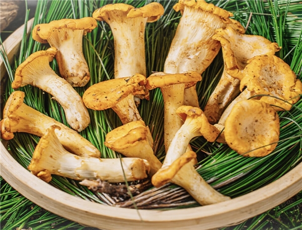 “蘑”法山珍平價(jià)嘗鮮! 京東七鮮香格里拉松茸99元開(kāi)搶